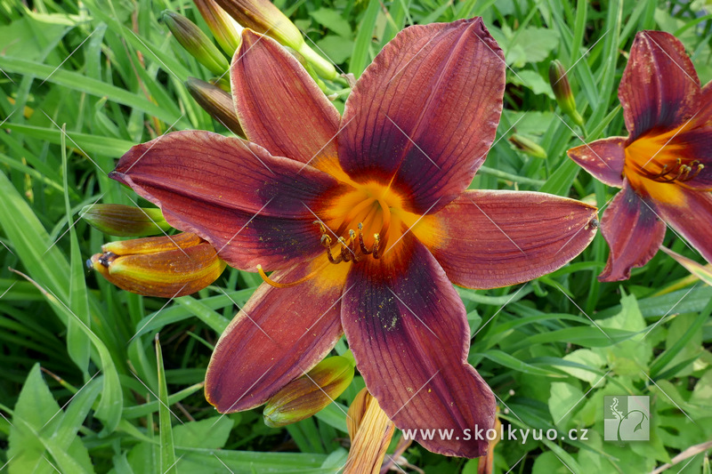 Hemerocallis hybrida ´Black Prince´