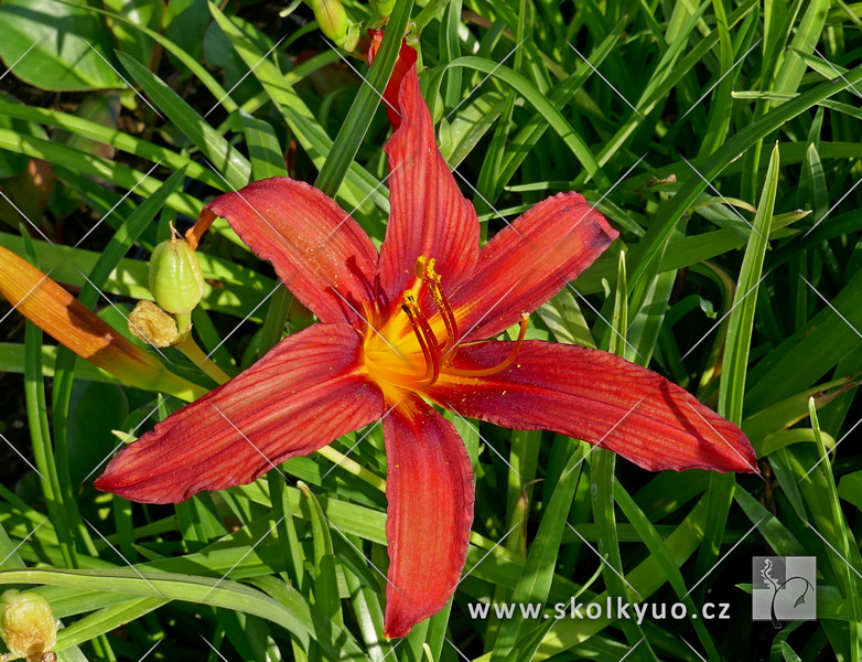 Hemerocallis hybrida ´Crimson Pirate´