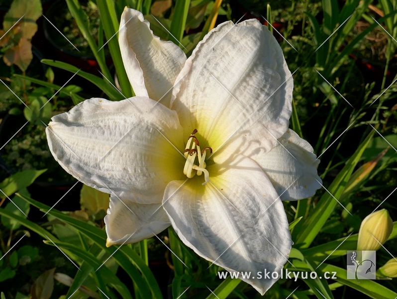 Hemerocallis hybrida ´Gentle Shepherd´