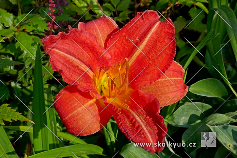 Hemerocallis ´Chewonki´