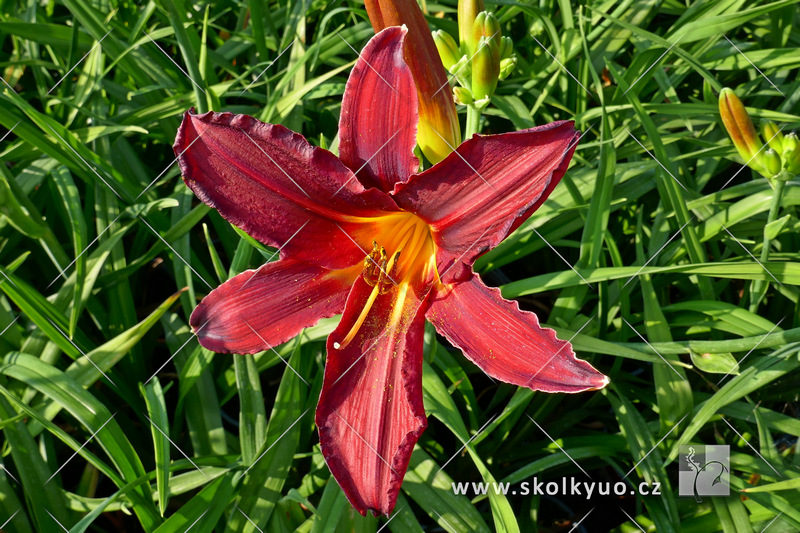 Hemerocallis hybrida ´Chicago Blackout´