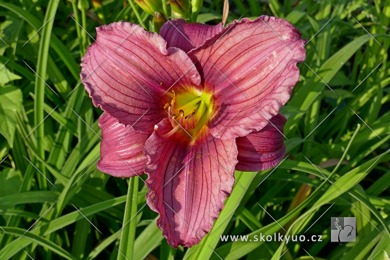 Hemerocallis ´Little Grapette´