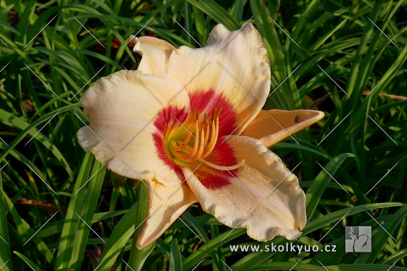 Hemerocallis ´Pandora´s Box´