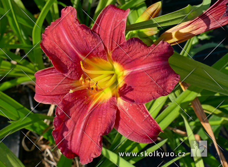 Hemerocallis ´Pardon Me´