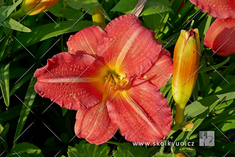 Hemerocallis ´Red Rum´