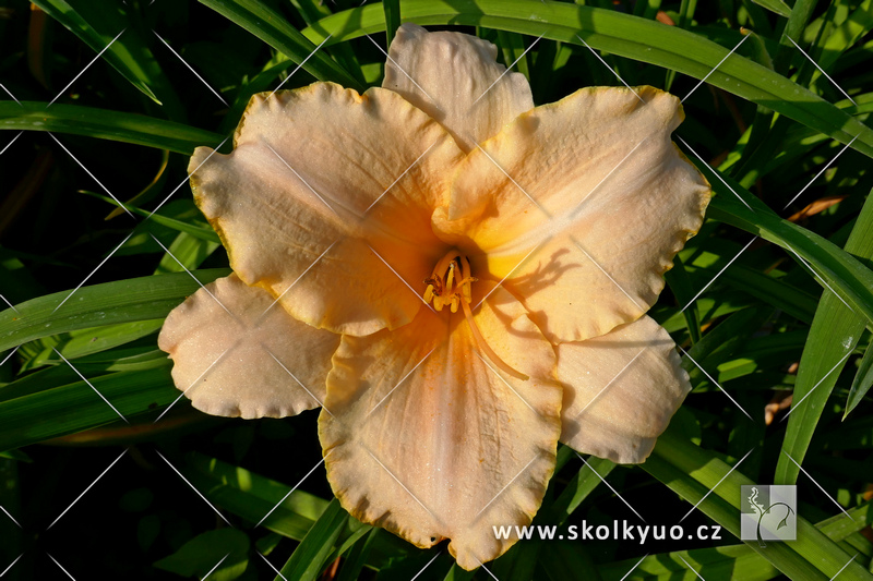 Hemerocallis ´Serena Sunburst´