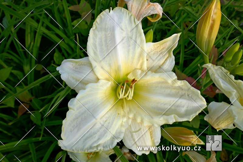 Hemerocallis ´White Temptation´