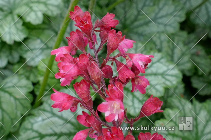 Heuchera ´Rex Peppermint´