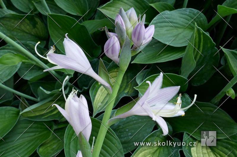 Hosta fortunei ´Albopicta´