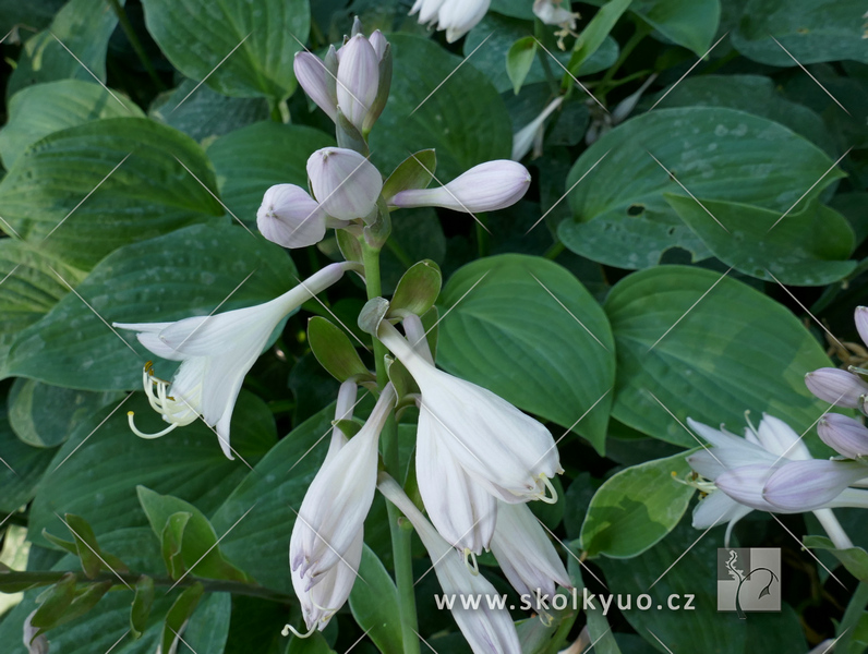 Hosta fortunei ´Hyacinthina´