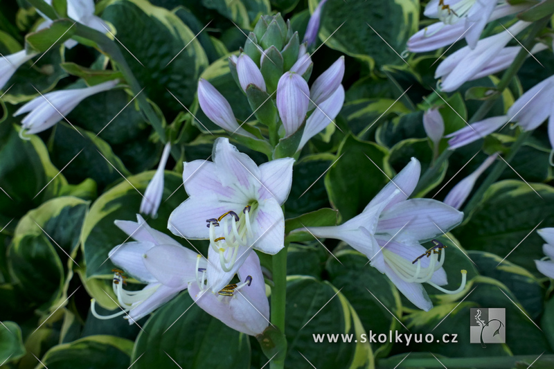 Hosta ´Chrismas Tree´