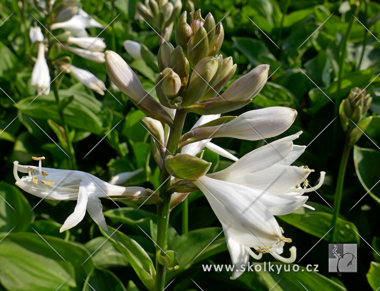 Hosta ´Lakeside Lollipop´