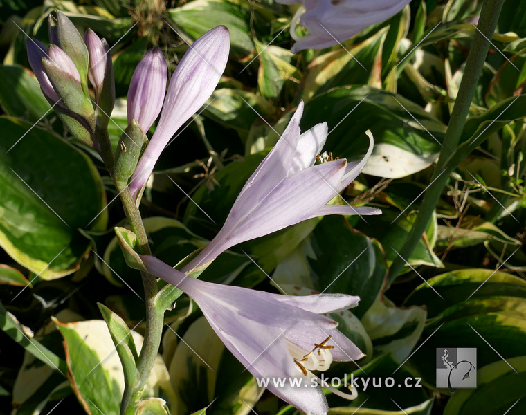 Hosta ´Twilight´