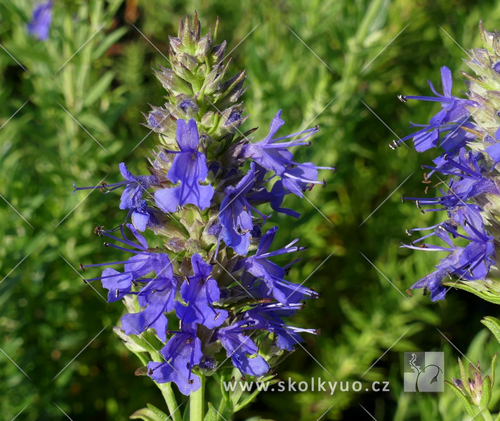 Hyssopus officinalis ssp. aristatus
