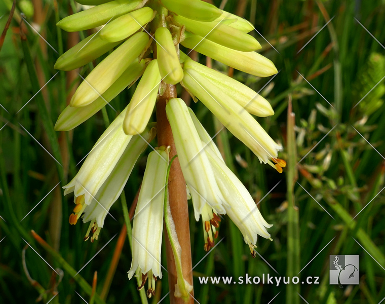 Kniphofia ´Poco Citron®´