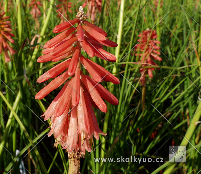 Kniphofia ´Redhot Popsicle´