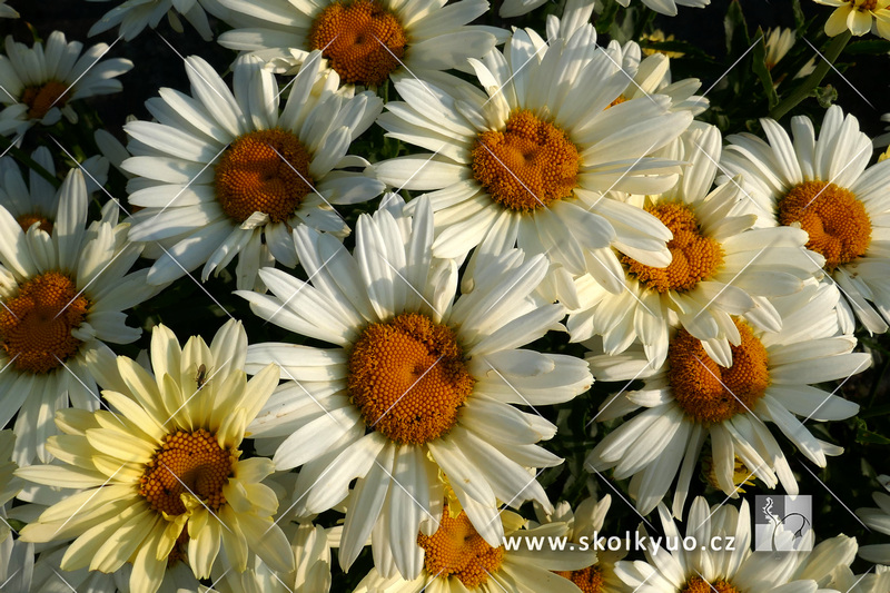 Leucanthemum maximum ´Broadway Ligts´