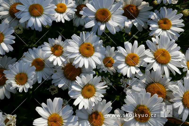 Leucanthemum ´Ooh La Lablanche´