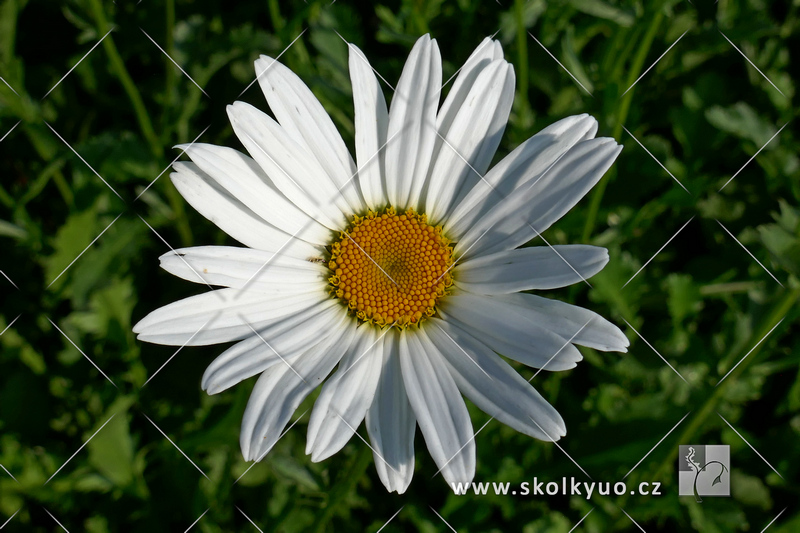 Leucanthemum vulgare ´May Queen´