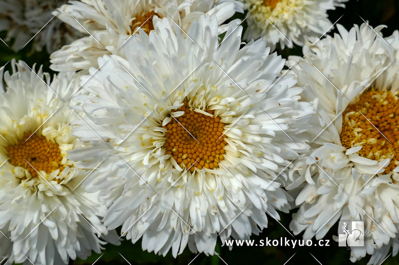 Leucanthemum ´Ooh La Laspider´