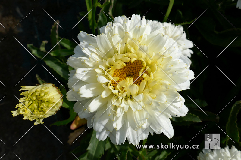 Leucanthemum ´Macaroon´