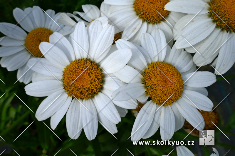 Leucanthemum ´Snowcap´
