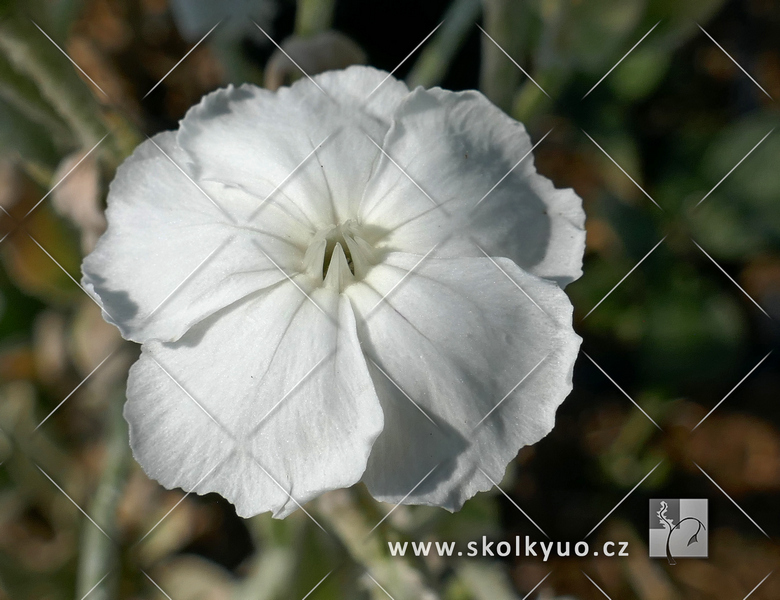 Lychnis coronaria ´Alba´