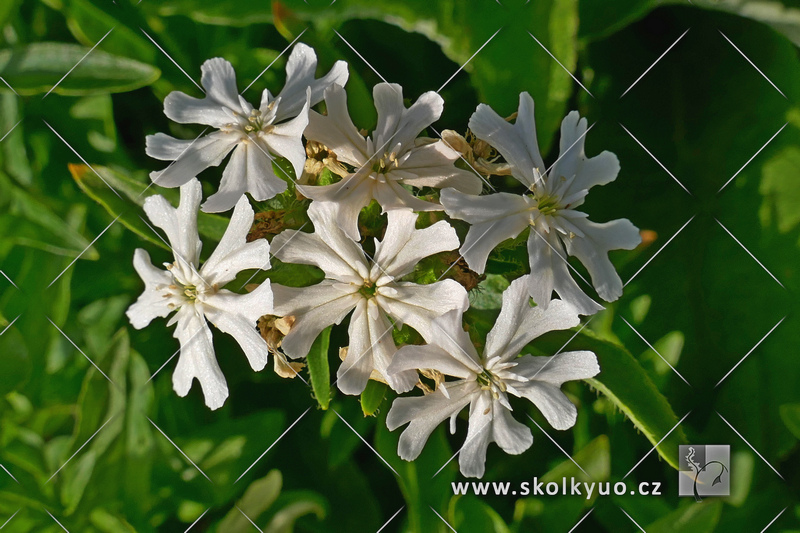 Lychnis chalcedonica ´Rauhreif´