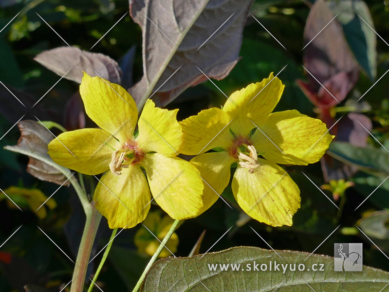 Lysimachia ciliata ´Fire Cracker´