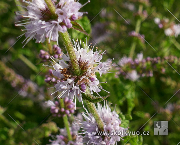 Mentha arvensis ´Strawberry Mint´