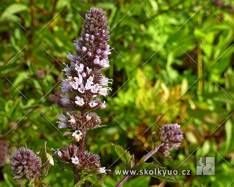 Mentha piperita ´Chocolate Mint´