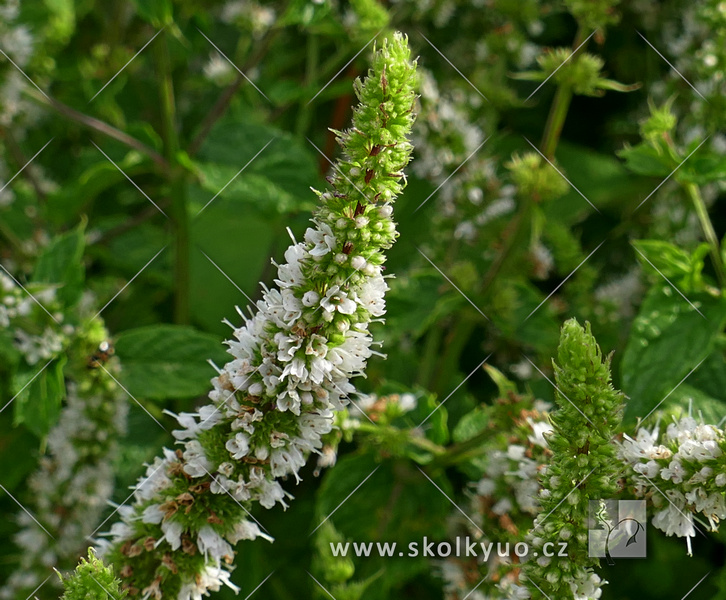 Mentha spicata ´Marrocan´