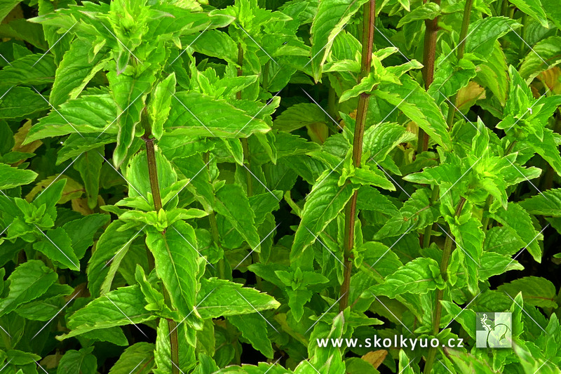 Mentha spicata ´Spanish Spearmint´