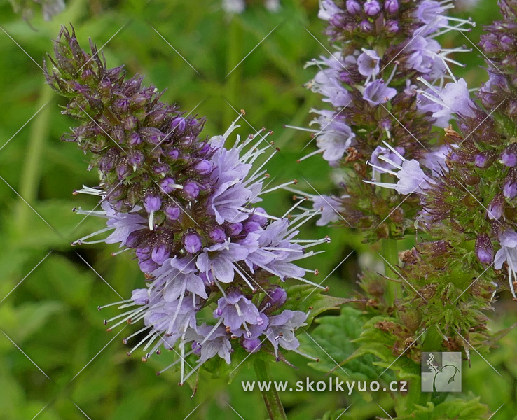 Mentha spicata