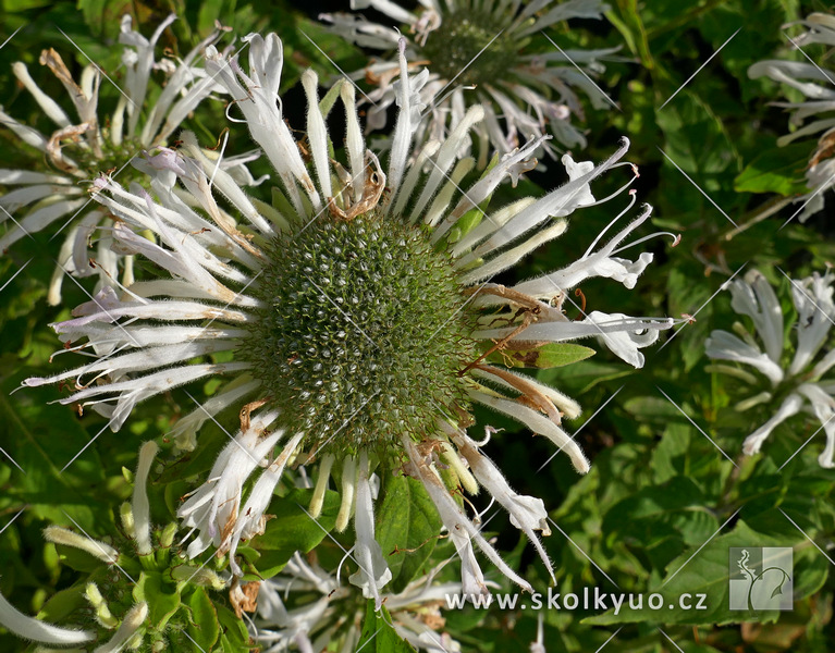 Monarda ´Bee-Bright´