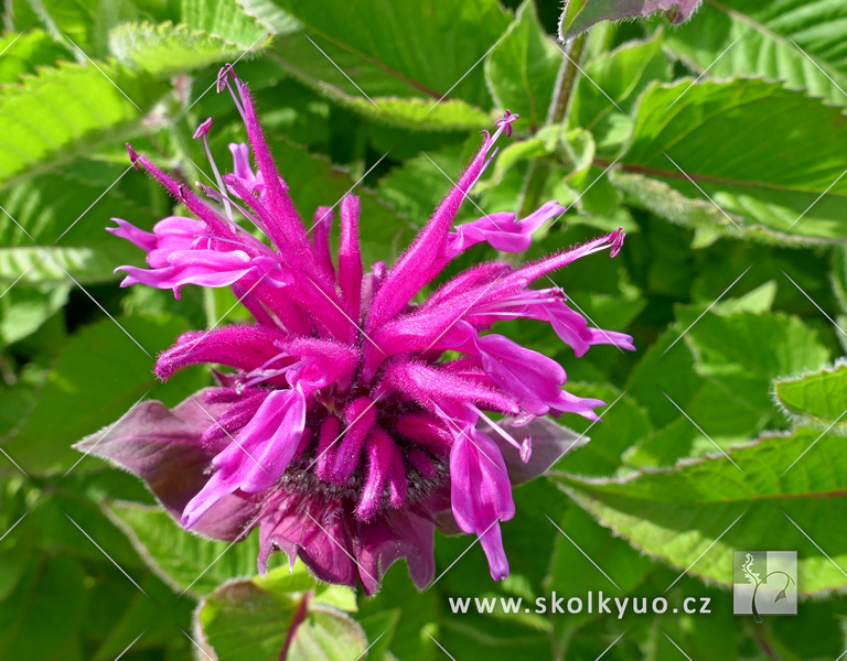 Monarda ´Bee-Free´