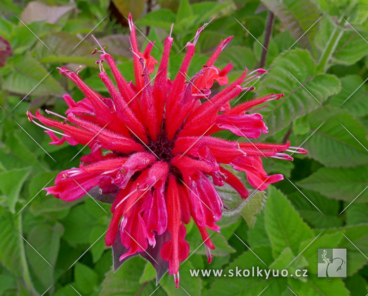 Monarda ´Bee-Happy´