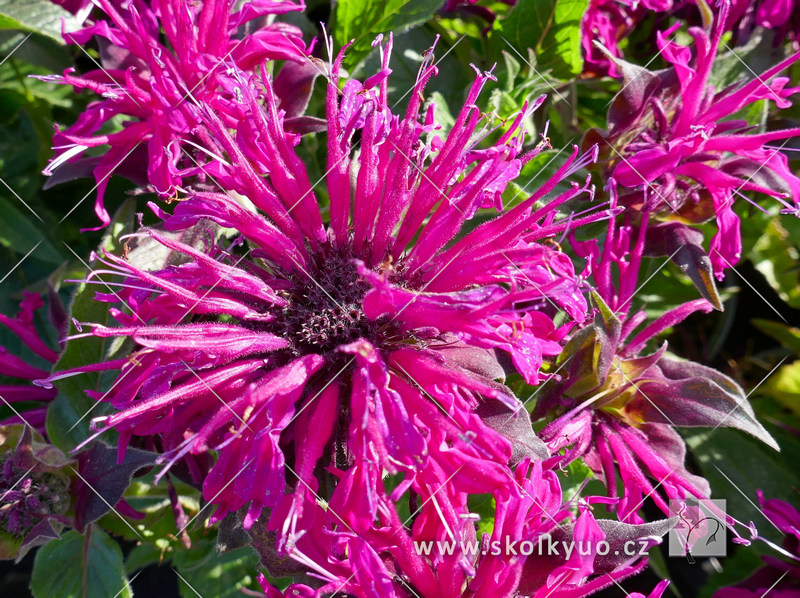 Monarda didyma ´Balmy Purple Red´