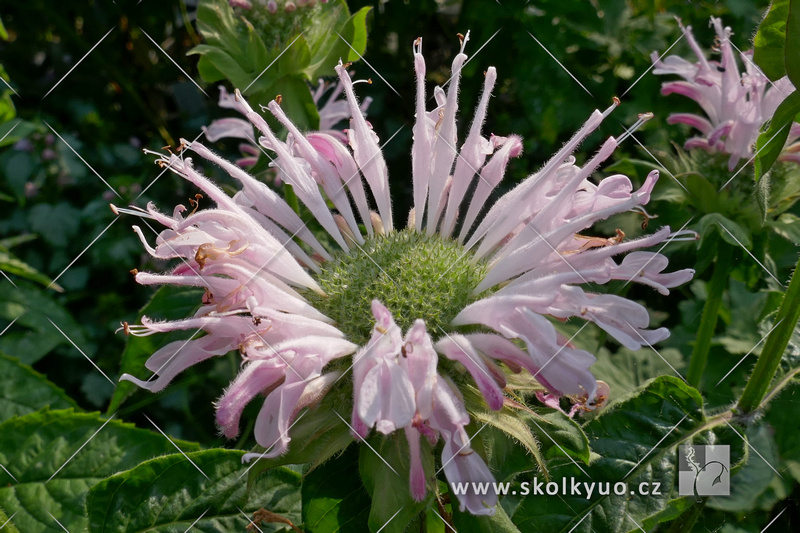 Monarda didyma ´Fishes´