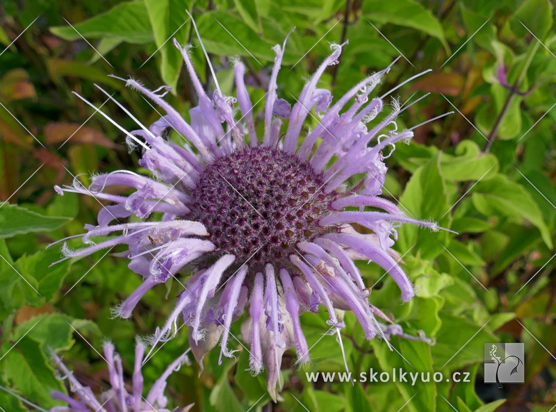 Monarda fistulosa