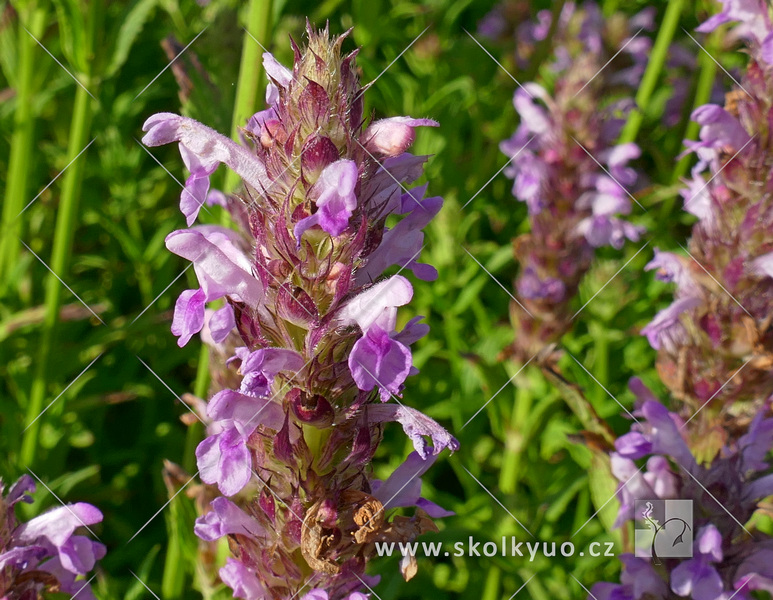 Nepeta nervosa ´Pink Cat´