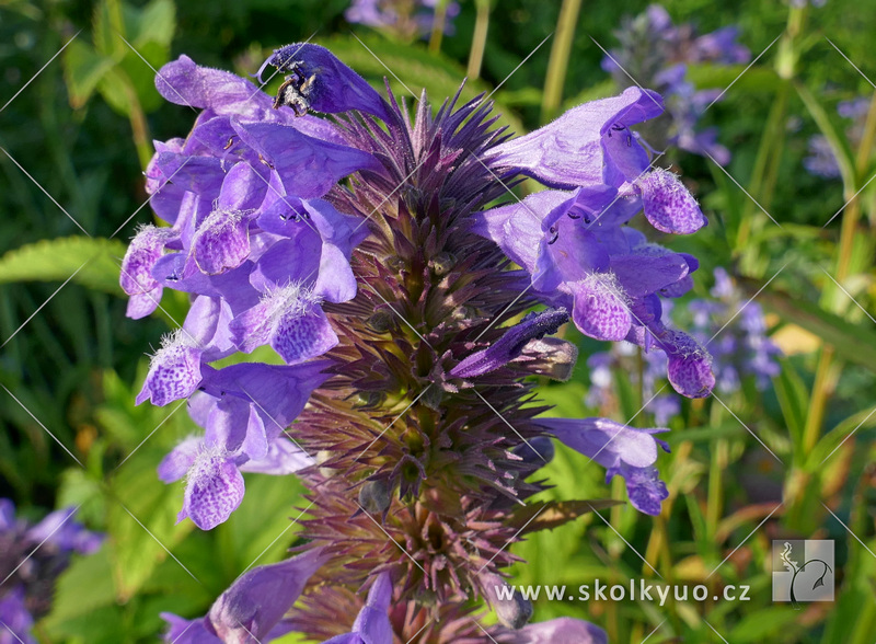 Nepeta kubanica