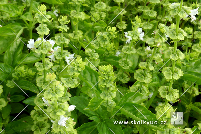 Ocimum basilicum ´Dark Green´