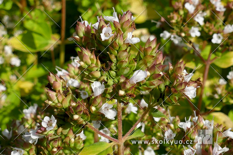 Origanum vulgare ´Aureum´