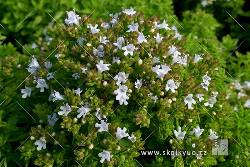 Origanum vulgare ´Nanum´