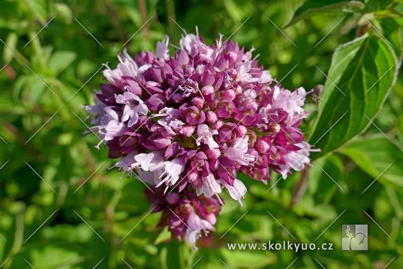 Origanum vulgare