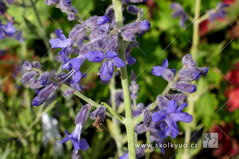 Perovskia atriplicifolia ´Zephyr Blue´