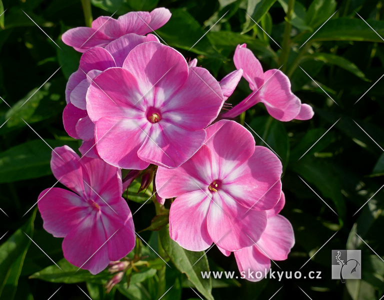 Phlox paniculata ´Anastasia´