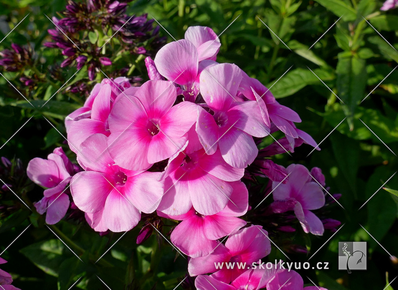 Phlox paniculata ´Baby Face´