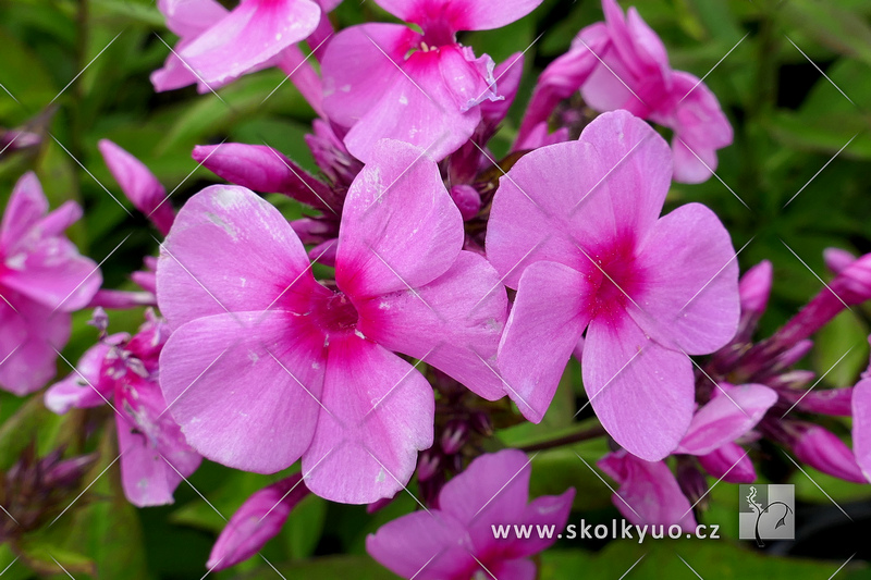 Phlox paniculata ´Famous Pink´